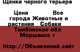 Щенки черного терьера › Цена ­ 35 000 - Все города Животные и растения » Собаки   . Тамбовская обл.,Моршанск г.